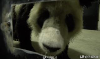 大熊猫丫丫回上海隔离,为什么一点消息都没有 丫丫回国先到上海检疫